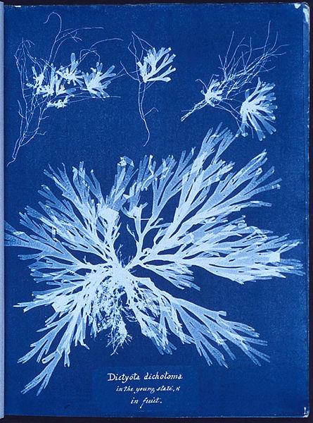 A photogram of Algae, made by Anna Atkins as part of her 1843 book, Photographs of British Algae: Cyanotype Impressions