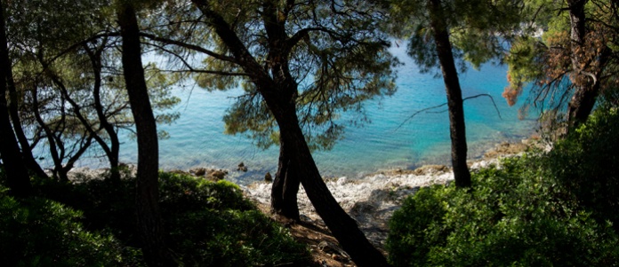 Pines on the shore near Agnonda