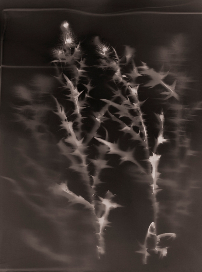 Invasive Thistles Lumen print by Julie Millowick 2022