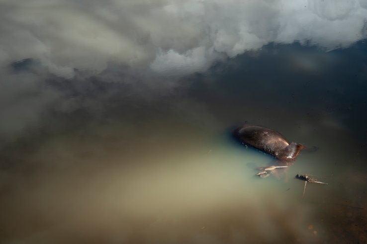 Drowned Kangaroo PHOTO: Julie Millowick