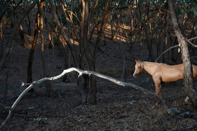 Goldie, 34yrs old horse PHOTO: Julie Millowick 2009